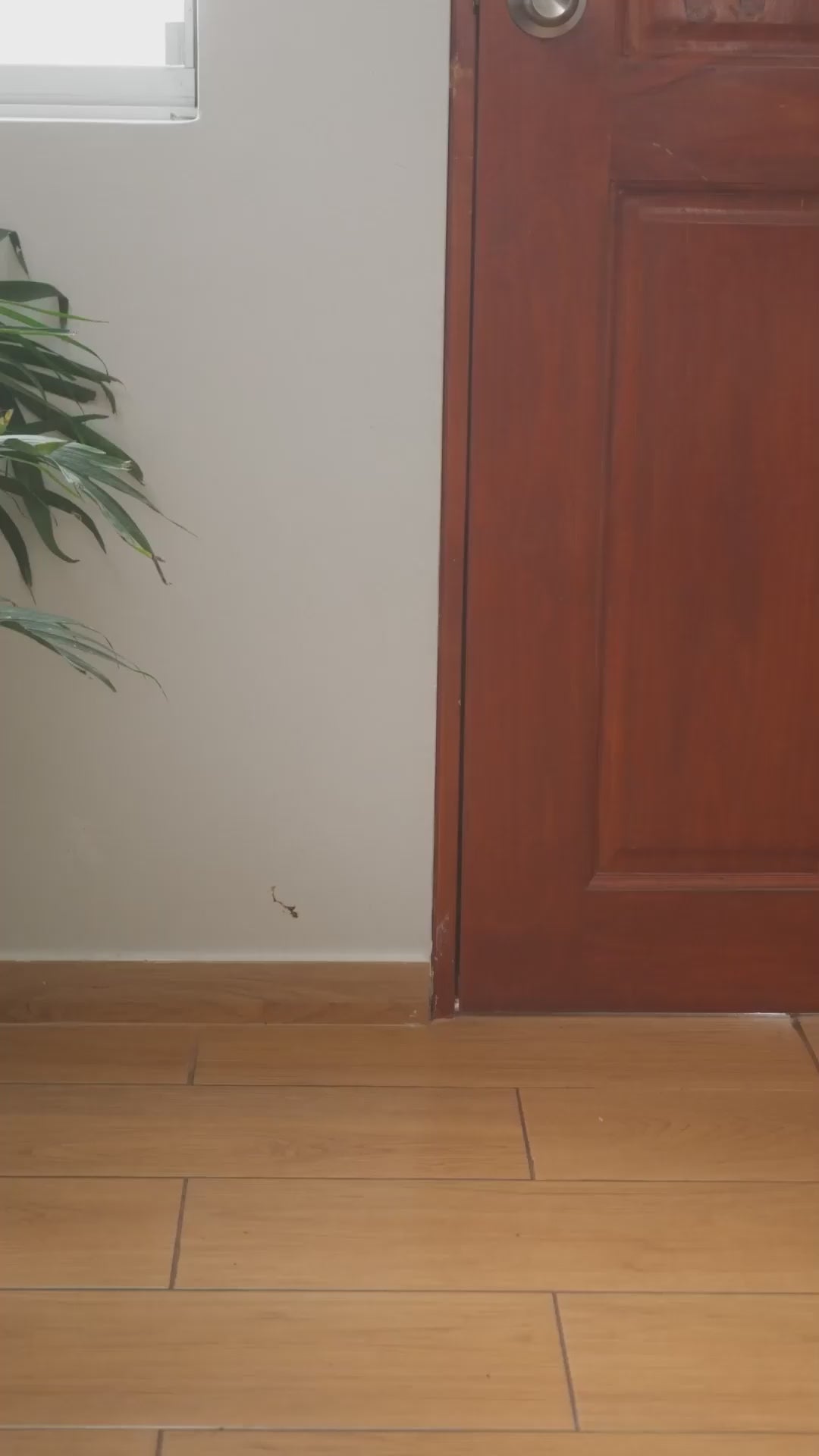 GiGwi Plush Friendz: mono de felpa con plátano, demostración de juego para perros.