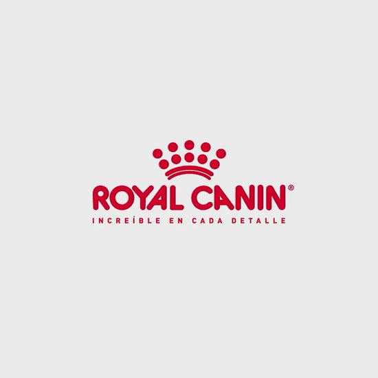 Royal Canin Mini Ageing 12+: nutrición del perro pequeño sénior: vídeo oficial con información en español.