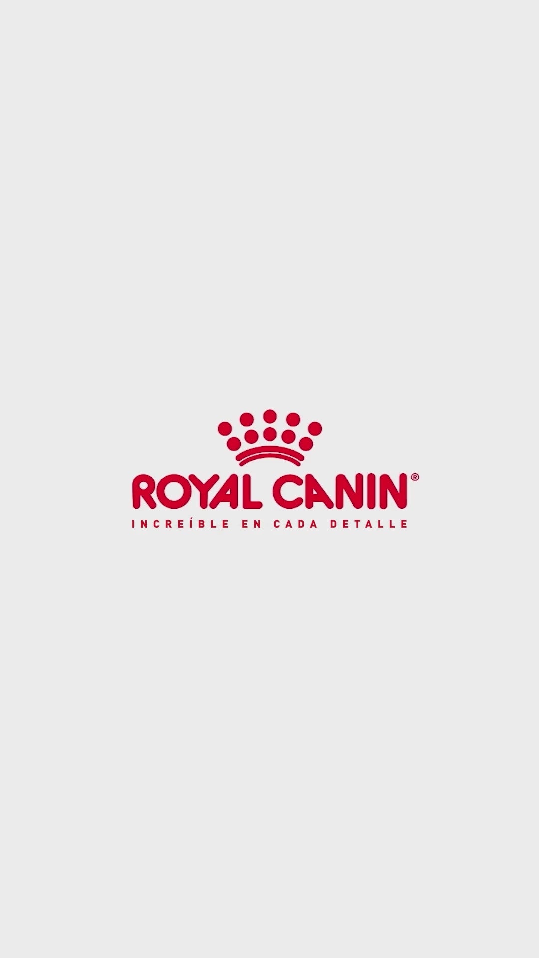 Royal Canin Mini Ageing 12+: nutrición del perro pequeño sénior: vídeo oficial con información en español.