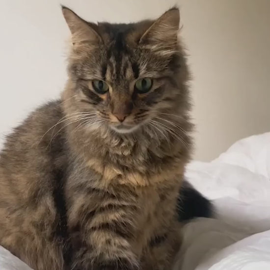 Royal Canin: alimento húmedo e hidratación para gatos: vídeo oficial con información en español.
