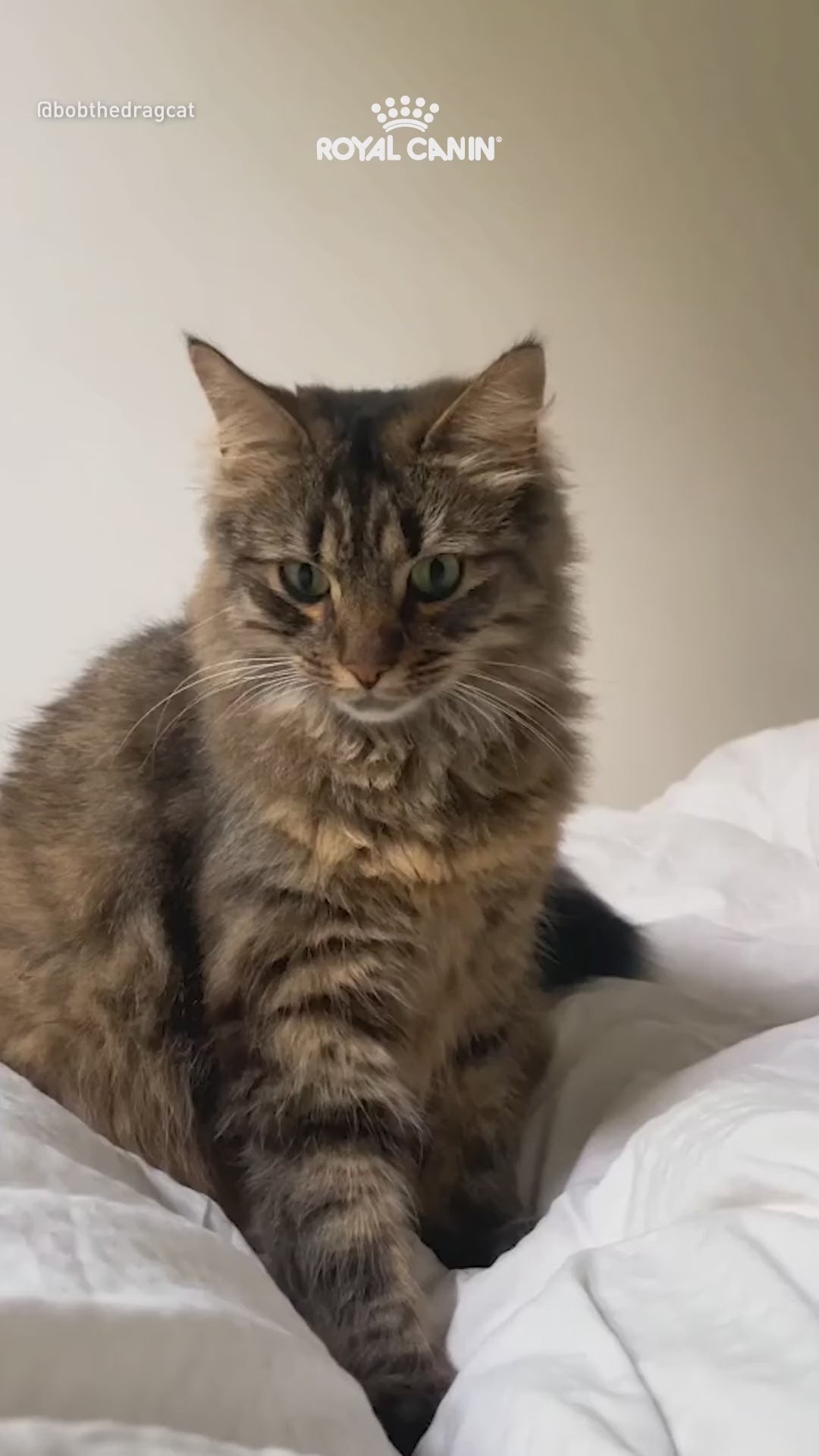 Royal Canin: alimento húmedo e hidratación para gatos: vídeo oficial con información en español.