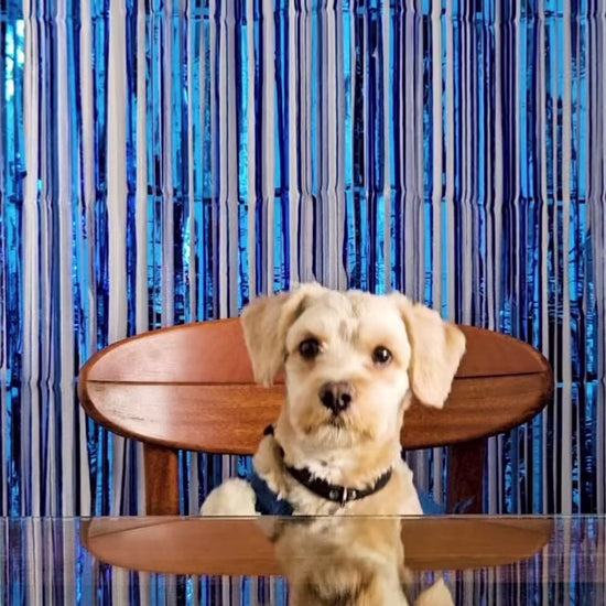 Hill’s Small & Mini Adult: transición desde alimento para cachorros: vídeo oficial con información en español.