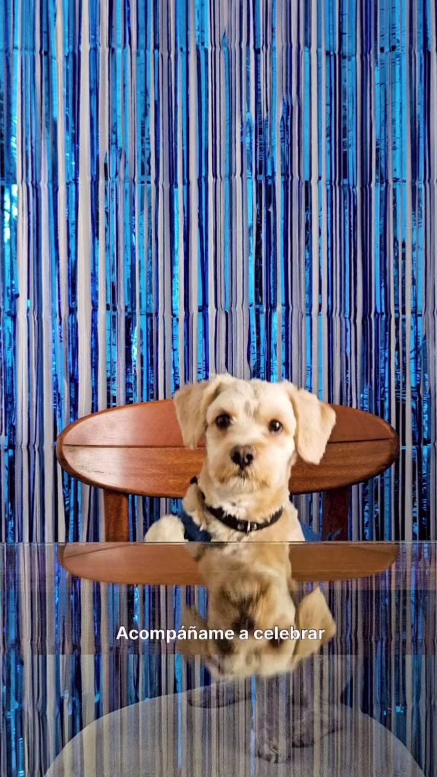 Hill’s Small & Mini Adult: transición desde alimento para cachorros: vídeo oficial con información en español.