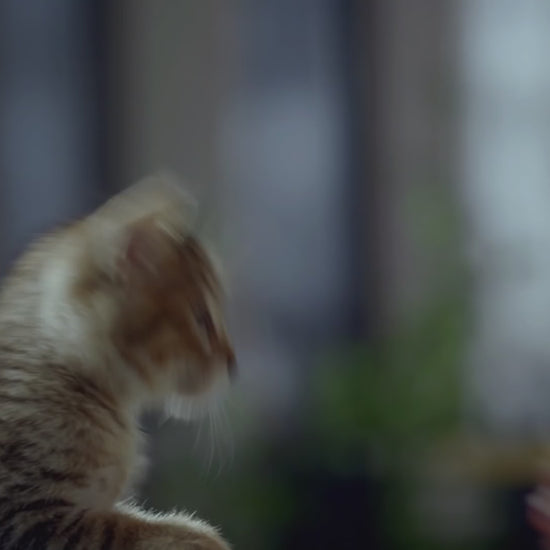 Conoce más acerca de nuestra variedad Ricocat Gatitos 💙