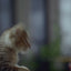 Conoce más acerca de nuestra variedad Ricocat Gatitos 💙