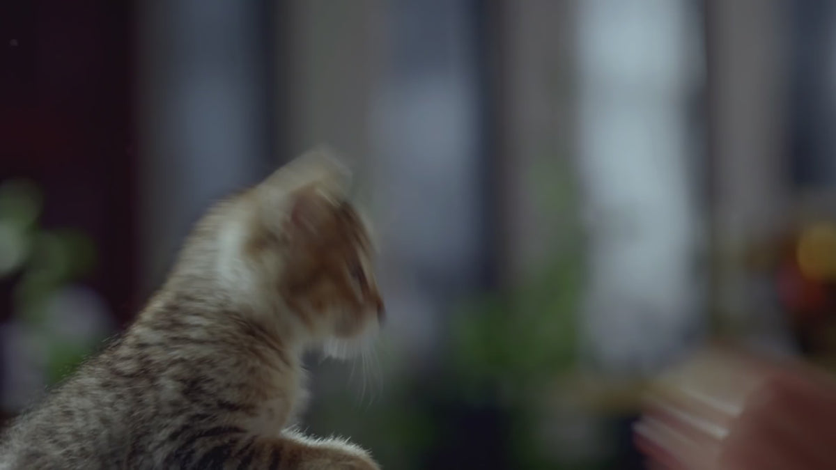 Conoce más acerca de nuestra variedad Ricocat Gatitos 💙