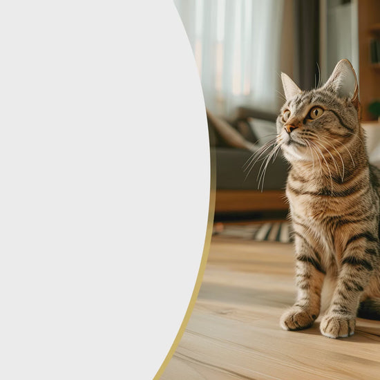 Canbo Patés para gatos: gatitos, adultos y esterilizados: vídeo oficial en español.