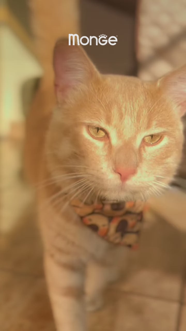 VetSolution Renal & Oxalate: alimento húmedo para gatos: vídeo oficial con información en español.