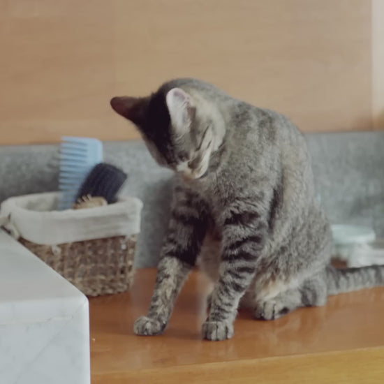 ¿Tu gato está esterilizado? Dale Ricocat Esterilizados