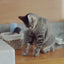 ¿Tu gato está esterilizado? Dale Ricocat Esterilizados