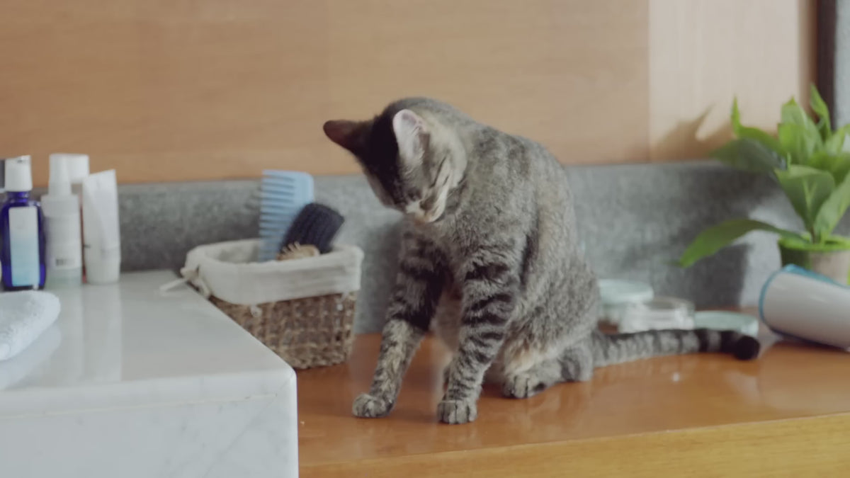 ¿Tu gato está esterilizado? Dale Ricocat Esterilizados