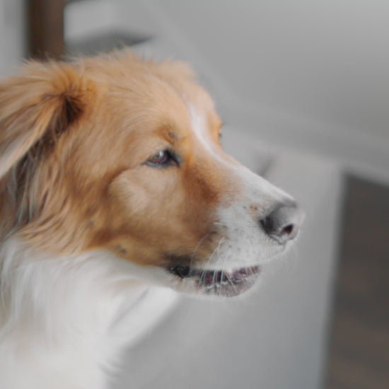 PetSafe® Spray Bark Dog Collar
