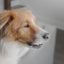 PetSafe® Spray Bark Dog Collar
