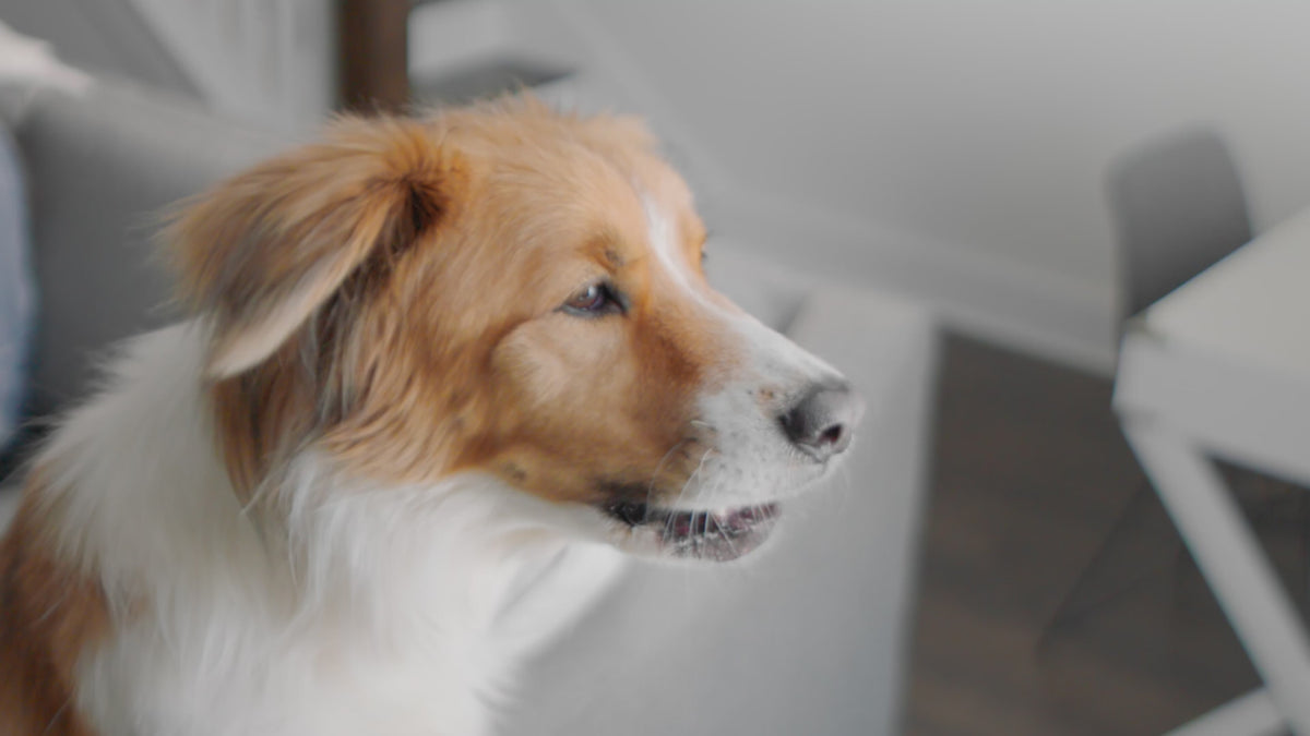 PetSafe® Spray Bark Dog Collar