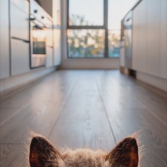 Pawner Cat: cuando es carne, se nota