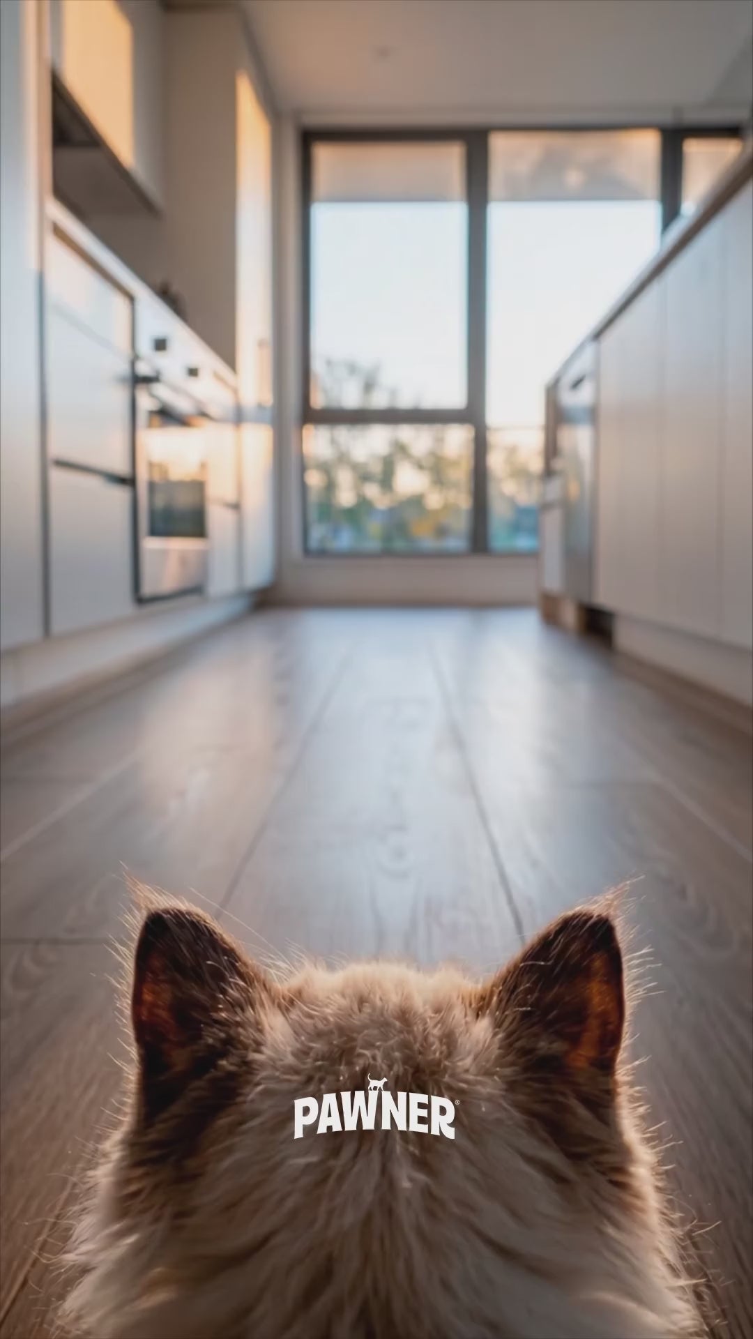 Pawner Cat: cuando es carne, se nota
