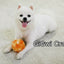 GiGwi Crazy Ball de felpa: video oficial del producto
