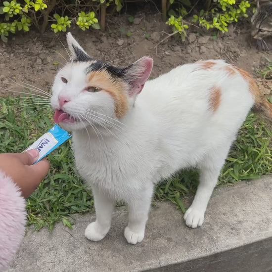 Inaba Churu INABA Churu | Premio cremoso para gatos sabor atún con ostión — vídeo del producto proporcionado por Ludipek