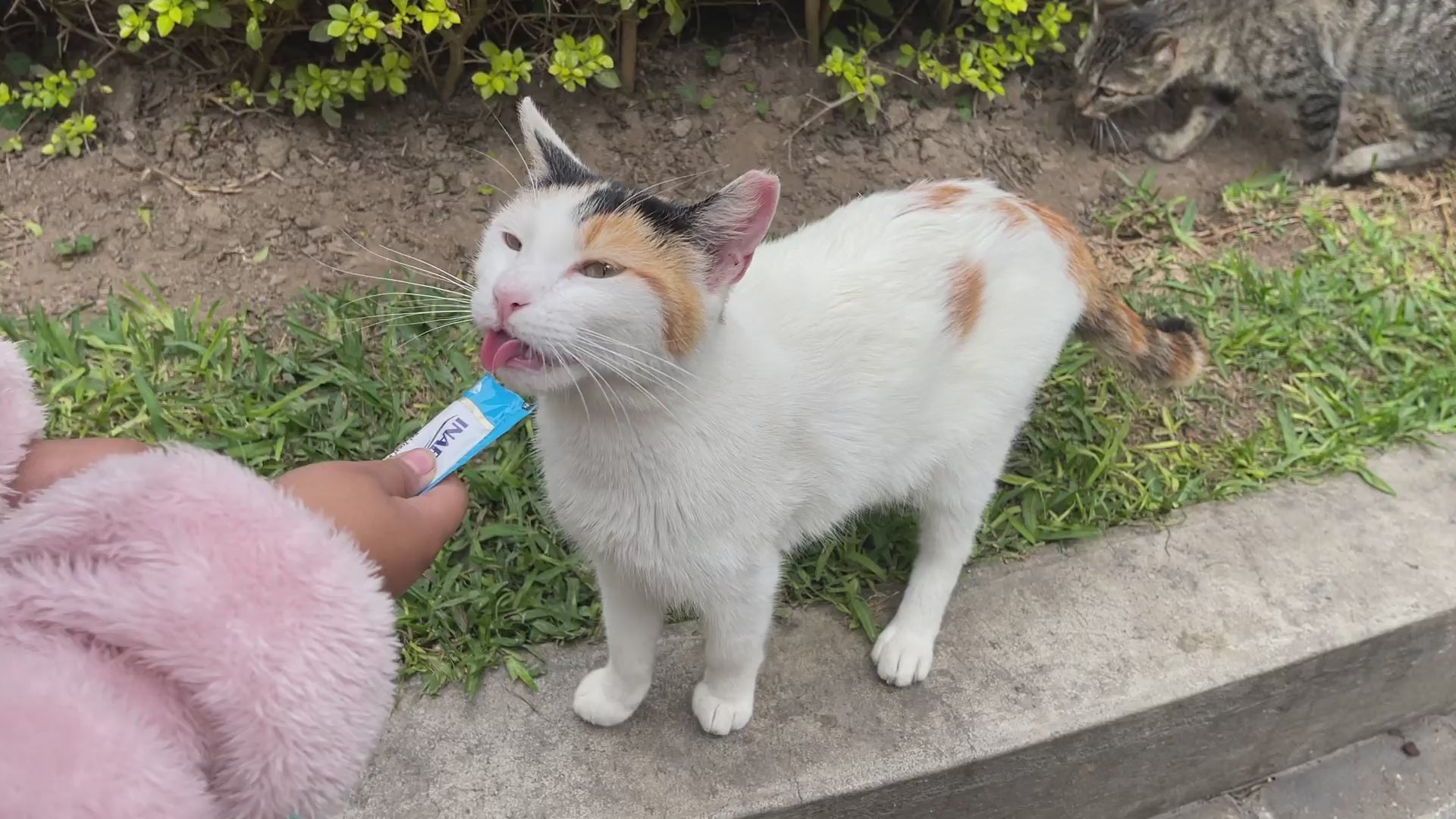 Inaba Churu INABA Churu | Premio cremoso para gatos sabor atún con ostión — vídeo del producto proporcionado por Ludipek