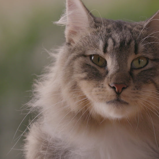 Beaphar CatComfort: vídeo oficial en español de la gama calmante, con difusor y recambio Excellence.