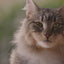 Beaphar CatComfort: vídeo oficial en español de la gama calmante, con difusor y recambio Excellence.
