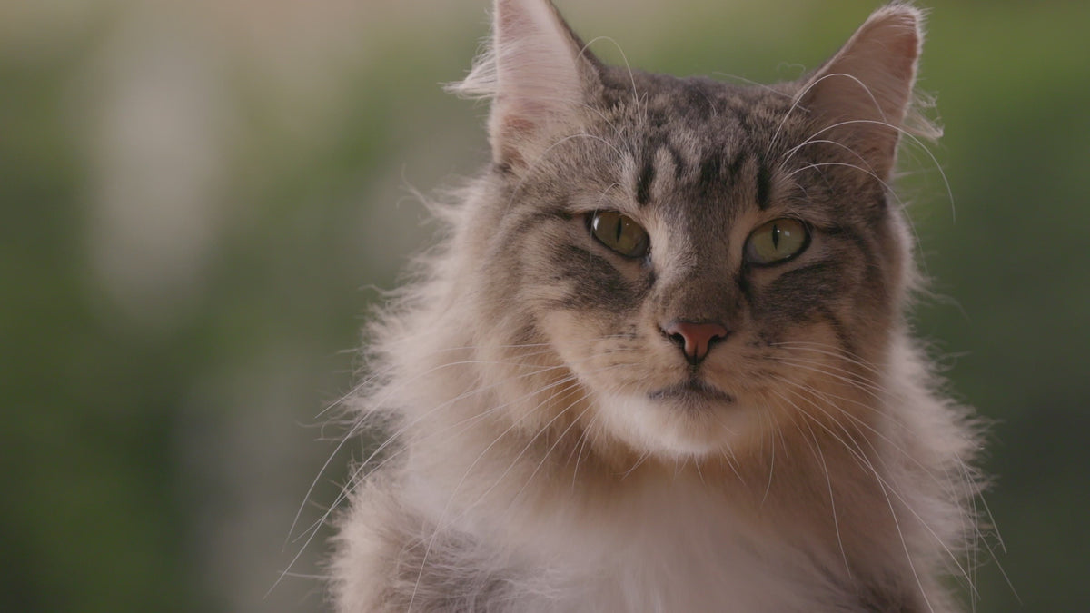 Beaphar CatComfort: vídeo oficial en español de la gama calmante, con difusor y recambio Excellence.