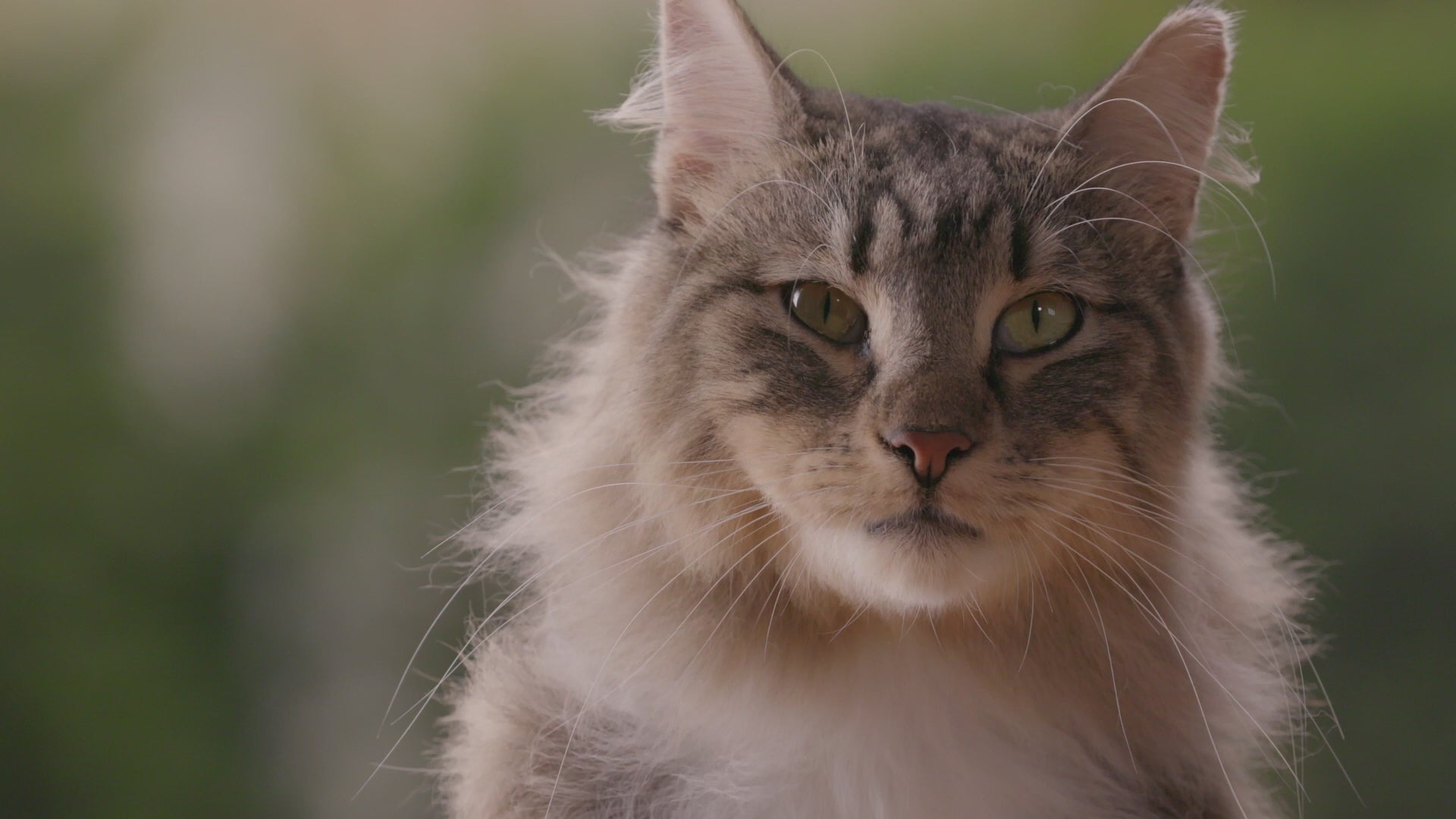 Beaphar CatComfort: vídeo oficial en español de la gama calmante, con difusor y recambio Excellence.