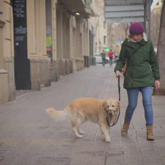 Entero-Chronic para perros y gatos: caso veterinario de Bioiberica en español.