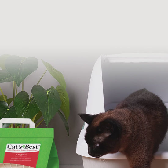 Consejos en español para adaptar a tu gato a una nueva arena Cat’s Best mediante cambio gradual, un arenero familiar y refuerzo positivo.