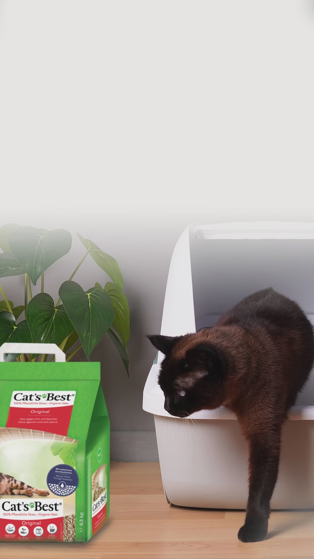 Consejos en español para adaptar a tu gato a una nueva arena Cat’s Best mediante cambio gradual, un arenero familiar y refuerzo positivo.