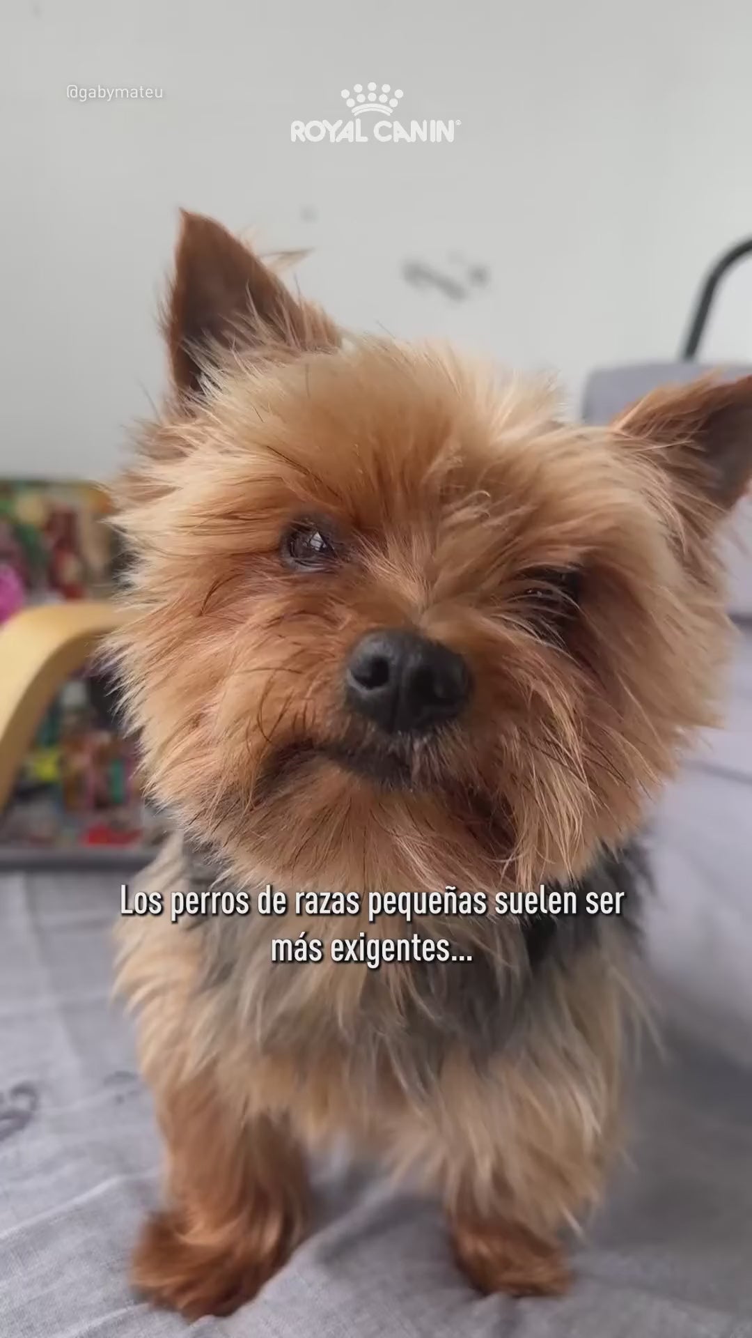 Royal Canin Mini Exigent: croqueta para apetitos exigentes: vídeo oficial con información en español.