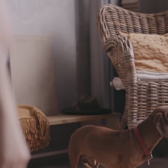 Royal Canin Dachshund Adult: huesos, músculo y croqueta dental: vídeo oficial con información en español.