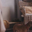 Royal Canin Dachshund Adult: huesos, músculo y croqueta dental: vídeo oficial con información en español.
