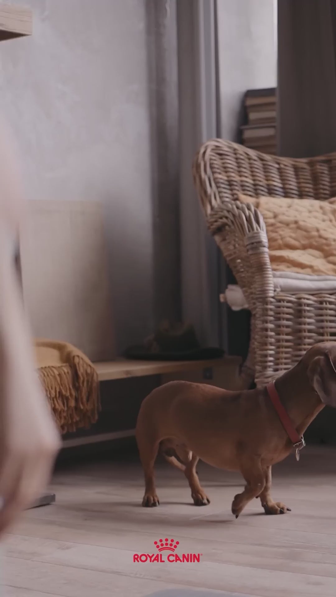 Royal Canin Dachshund Adult: huesos, músculo y croqueta dental: vídeo oficial con información en español.