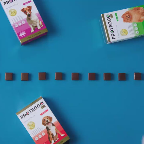 Proteggo 3M: vídeo oficial de Biomont en español sobre protección antipulgas y garrapatas para perros.
