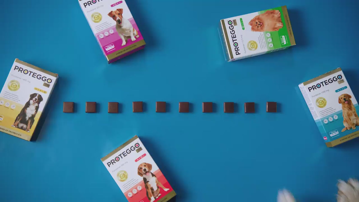 Proteggo 3M: vídeo oficial de Biomont en español sobre protección antipulgas y garrapatas para perros.
