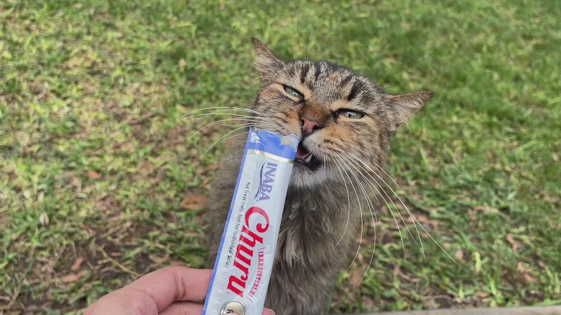 Inaba Churu INABA Churu | Premio cremoso para gatos sabor atún — vídeo del producto proporcionado por Ludipek