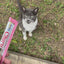 Inaba Churu INABA Churu | Premio cremoso para gatos sabor atún con salmón — vídeo del producto proporcionado por Ludipek