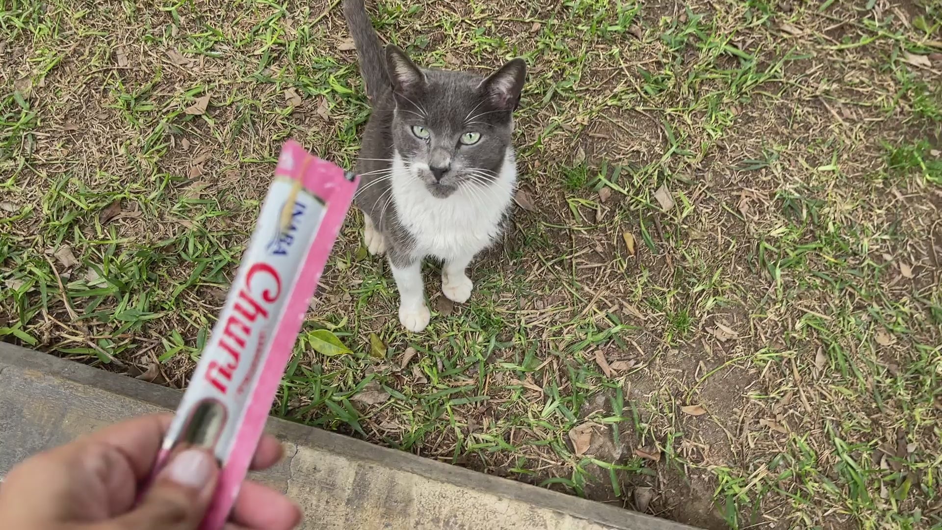 Inaba Churu INABA Churu | Premio cremoso para gatos sabor atún con salmón — vídeo del producto proporcionado por Ludipek