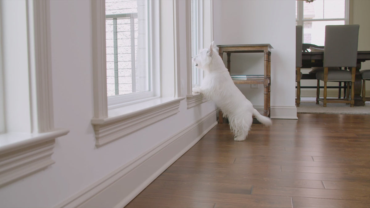 Control Your Dog's Barking Easily with PetSafe® Indoor Bark Control