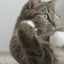 High Calorie Gel Supplement for Cats | Vitamin & Mineral Gel Supplement for Cats