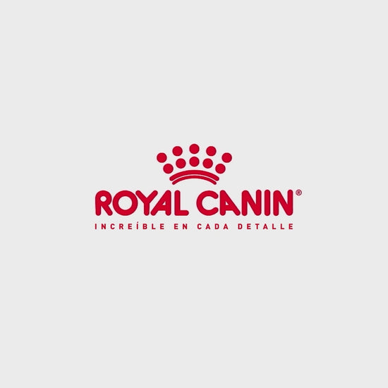 Royal Canin Persian Kitten: nutrición para el gatito persa: vídeo oficial con información en español.
