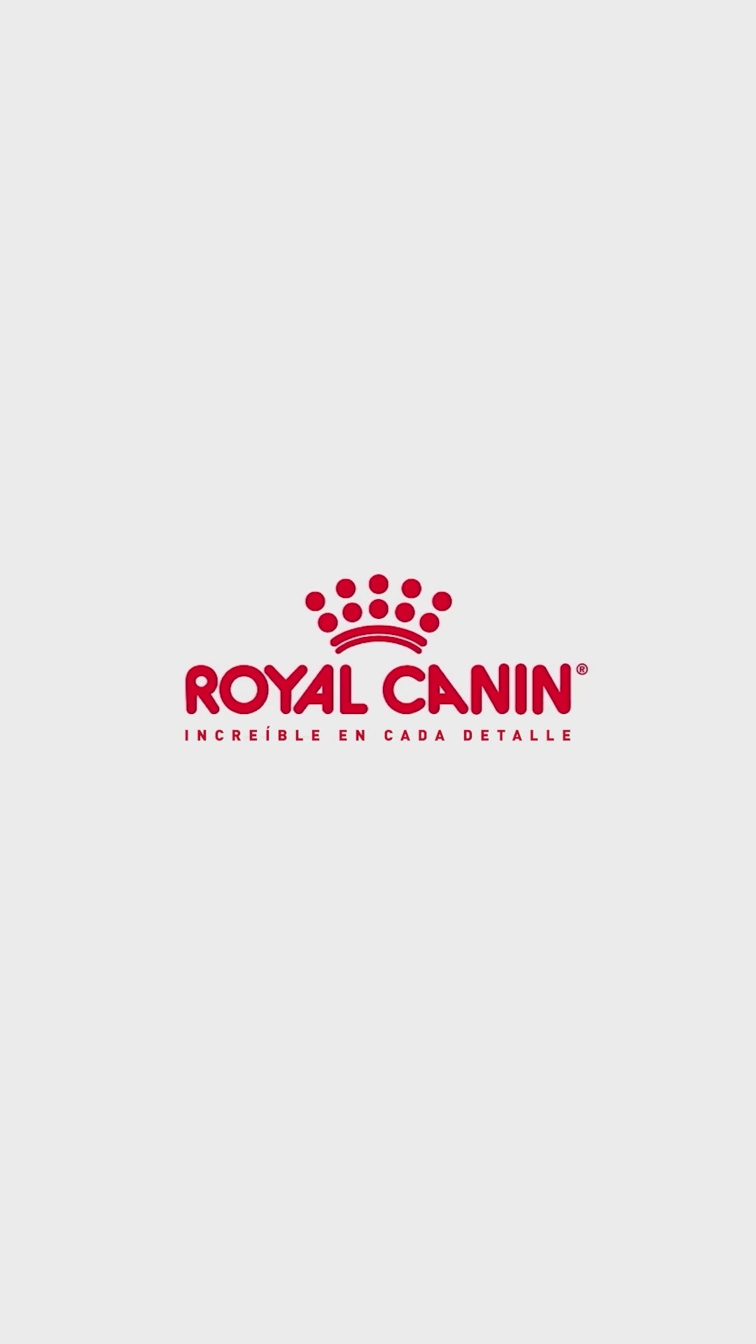 Royal Canin Persian Kitten: nutrición para el gatito persa: vídeo oficial con información en español.