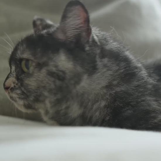 Royal Canin Sensible 33: palatabilidad y digestión sensible: vídeo oficial con información en español.