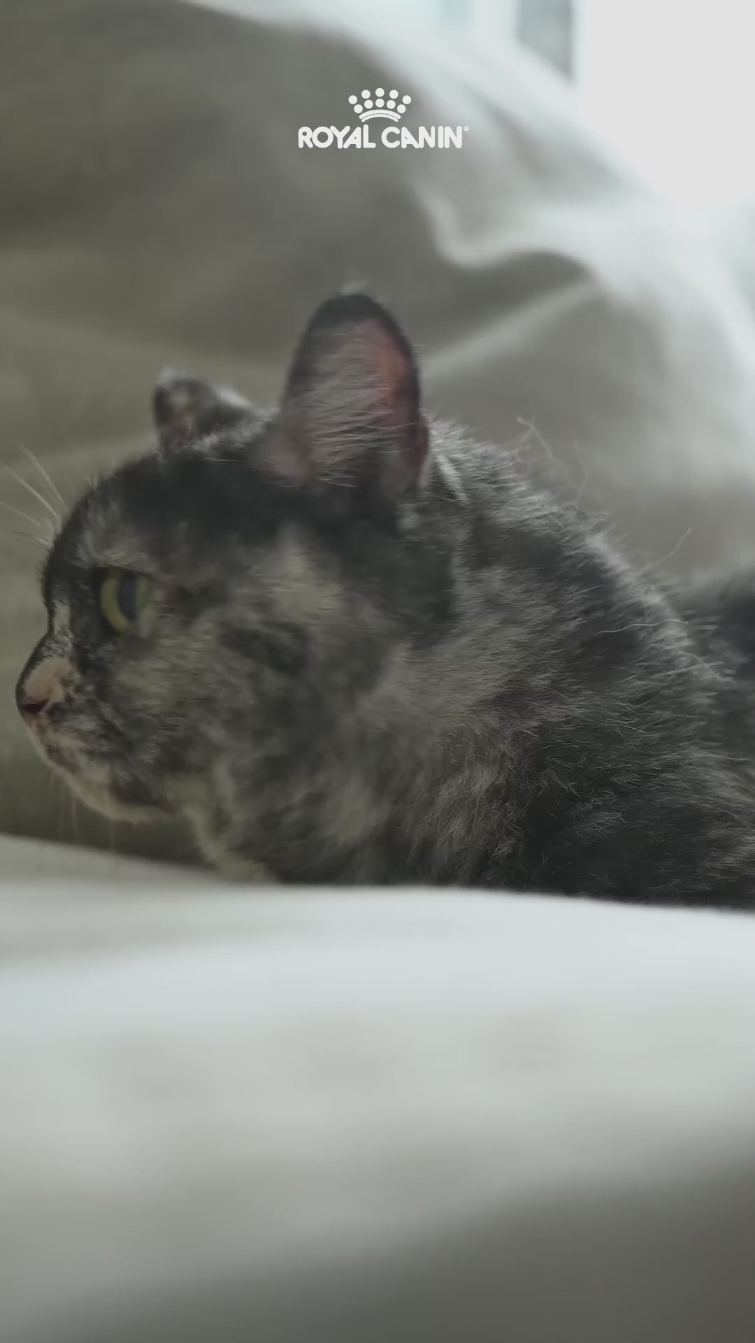 Royal Canin Sensible 33: palatabilidad y digestión sensible: vídeo oficial con información en español.