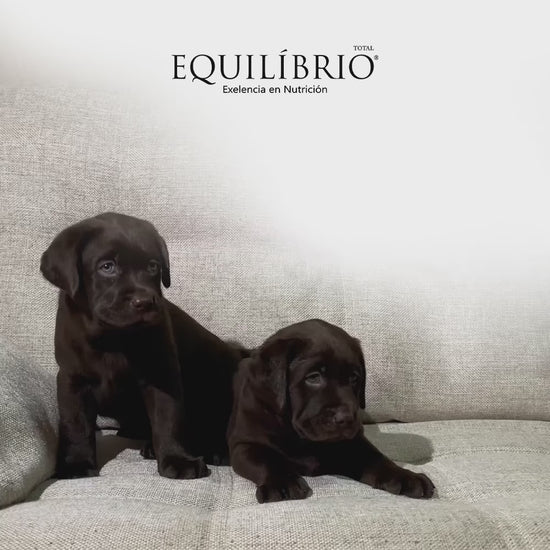 Equilibrio Adult All Breeds: nutrición para perros adultos: vídeo oficial con información en español.