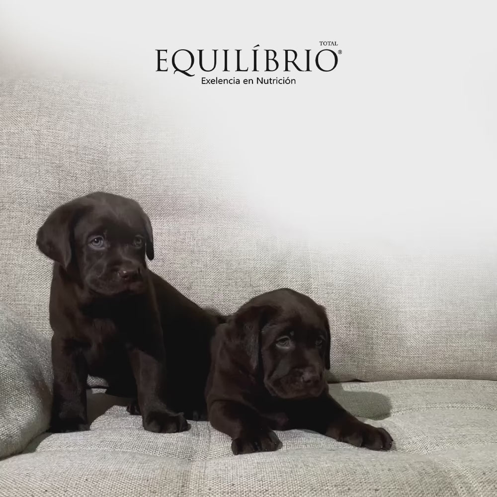 Equilibrio Adult All Breeds: nutrición para perros adultos: vídeo oficial con información en español.