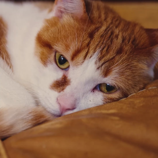 Royal Canin Sterilised: actividad y nutrición después de esterilizar: vídeo oficial con información en español.