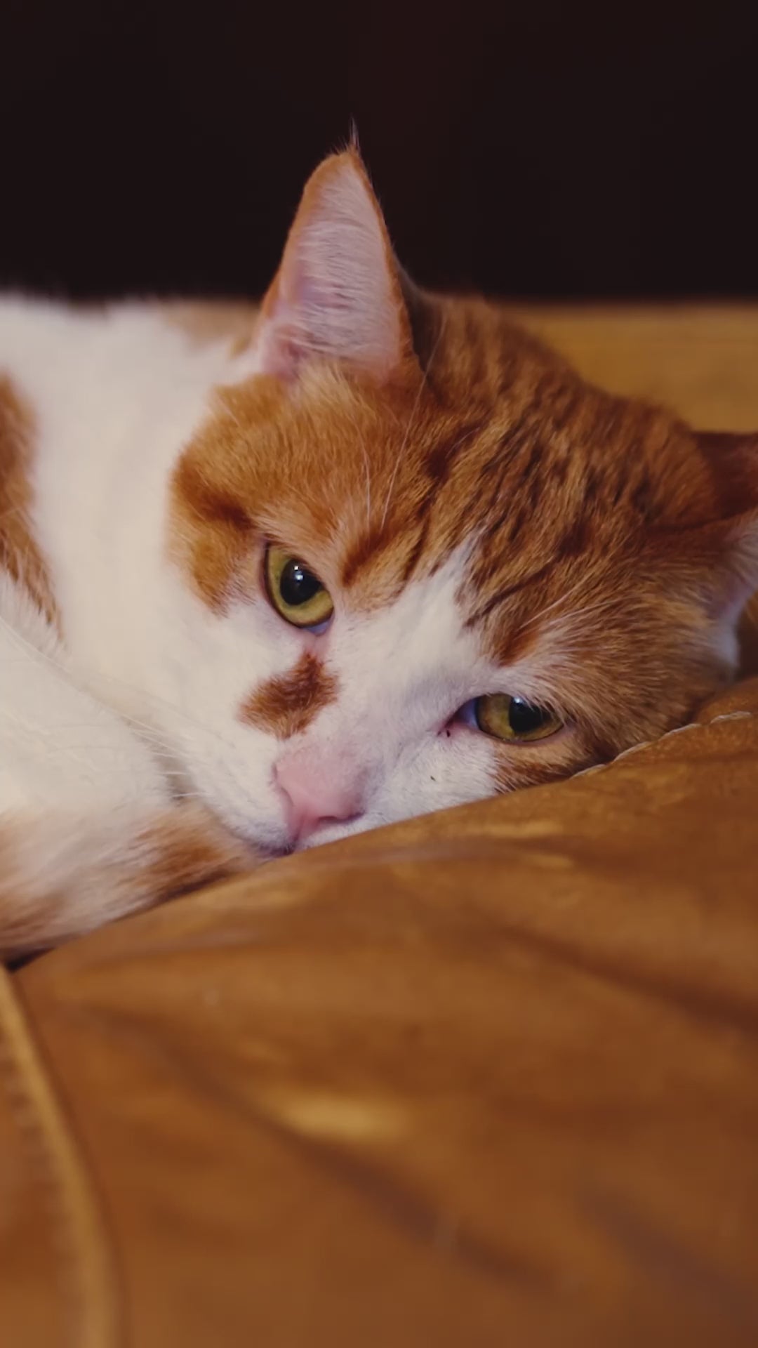 Royal Canin Sterilised: actividad y nutrición después de esterilizar: vídeo oficial con información en español.