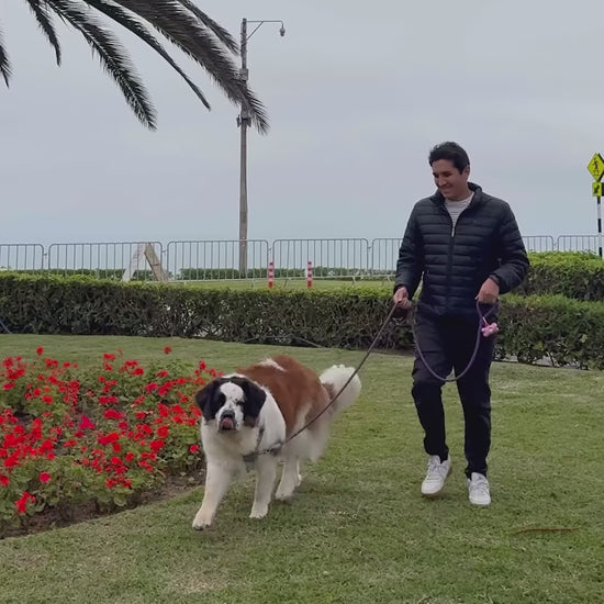 Royal Canin Maxi Adult: experiencia de transición y alimentación mixta: vídeo oficial con información en español.